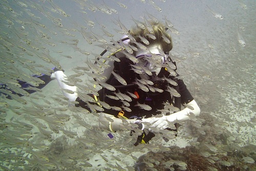 Diver obscured by cloud of glassfish in the Surin Islands, Thailand