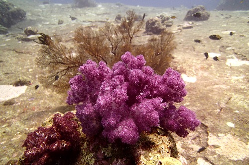 Purple soft coral on rocks seen diving in Similan Islands, Thailand