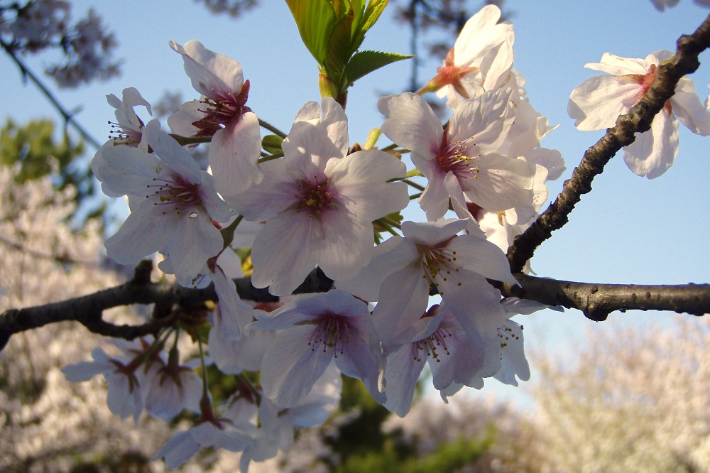 Close up of cherry blossom in Hamadera Koen, Osaka, Japan