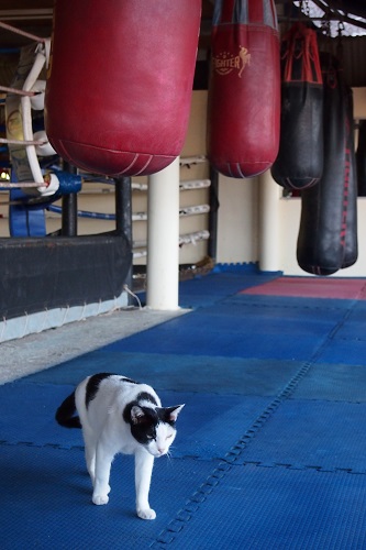 Cat and heavy bags at KYN Muay Thai camp in Koh Yao Noi, Thailand