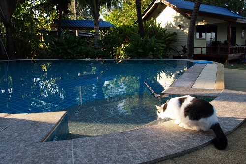 Cat drinking from swimming pool at KYN Muay Thai camp in Koh Yao Noi, Thailand