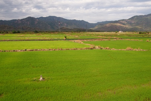 Rice paddies seen from the train in Vietnam