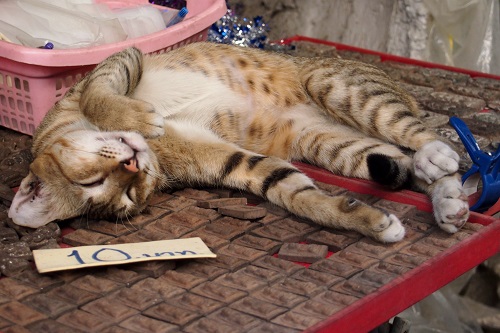 Cat sleeping on amulets at market in Bangkok, Thailand