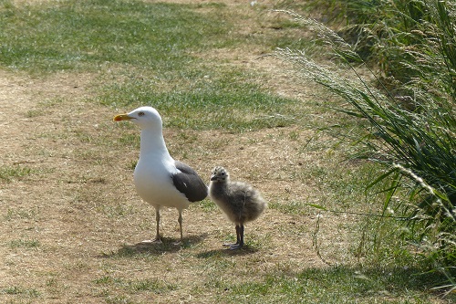 Adult seagull and chick on grass at Inchcolm Island, Scotland