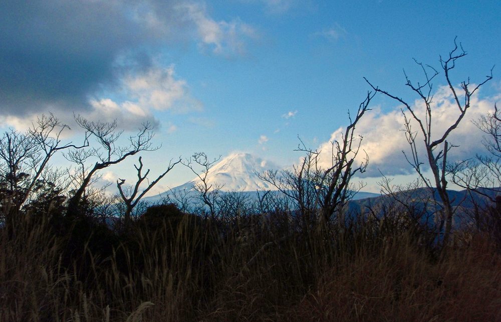 Trees and Mount Fuji in Hakone, Japan