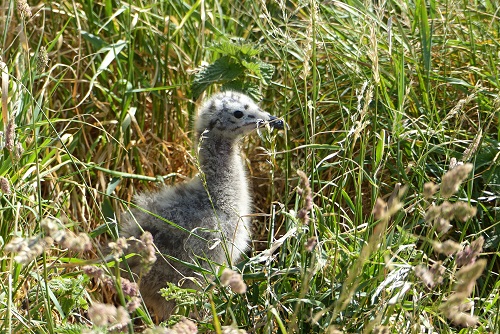 Seagull chick in long grass at Inchcolm Island, Scotland