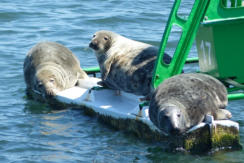 Three seals sunbathing on shipping buoy in Firth of Forth, Scotland