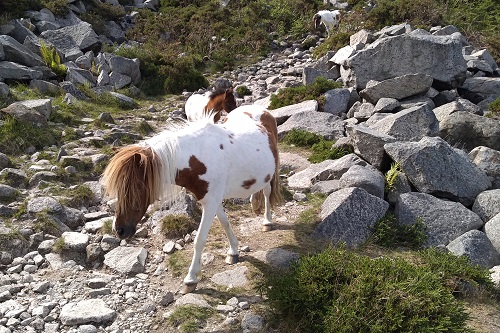 Ponies near the base of Slieve Donard in the Mourne Mountains, Northern Ireland